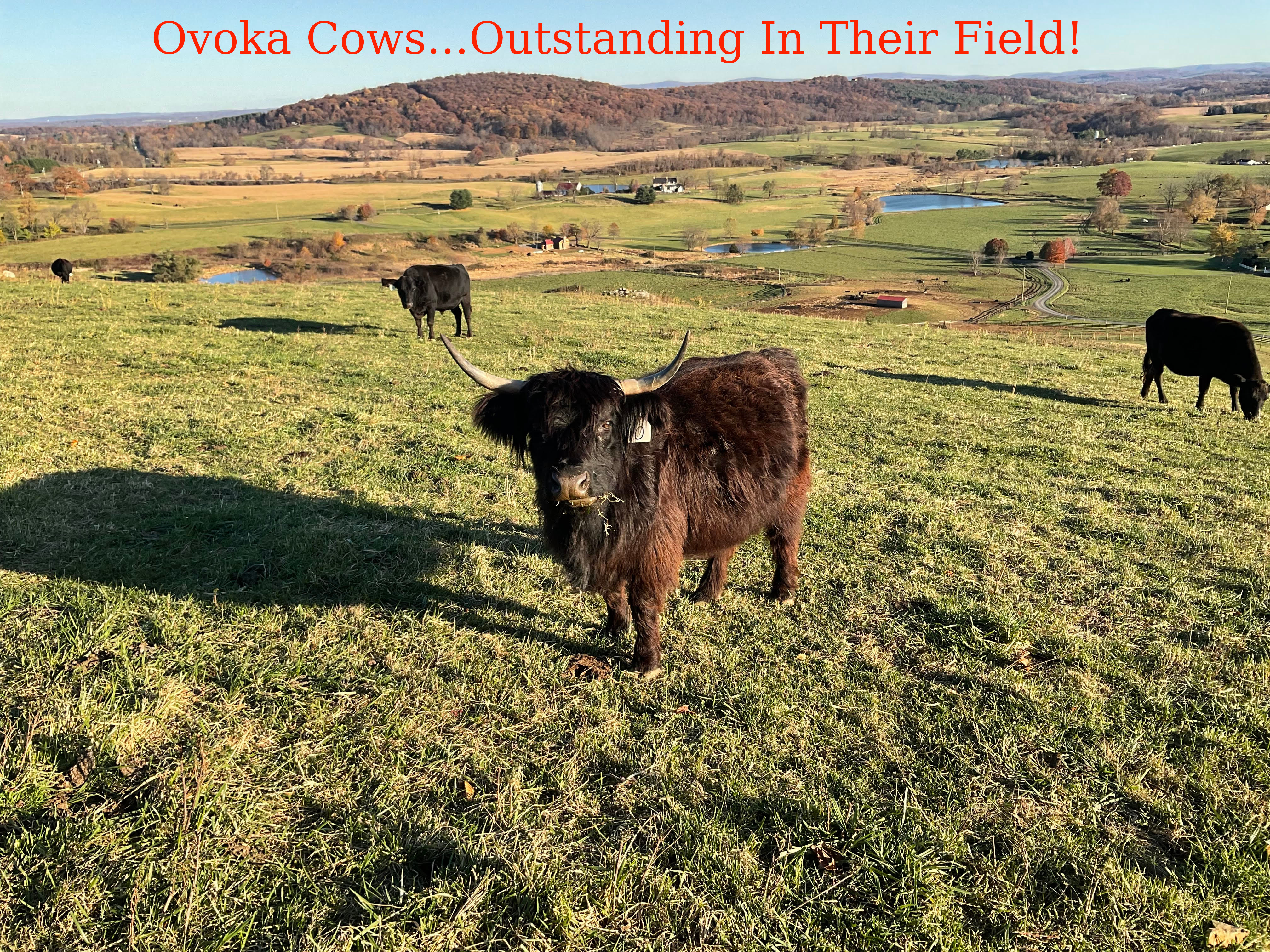 Highland Cow, Ovoka Farm, Paris, VA